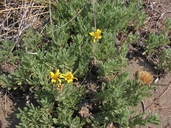 Heterotheca sessiliflora ssp. bolanderi