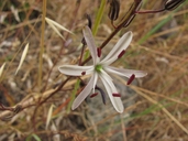 Chlorogalum pomeridianum ssp. pomeridianum