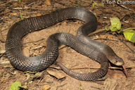 Purple Kukri Snake