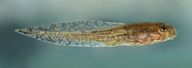 Fejervarya limnocharis