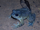 Mantidactylus grandidieri