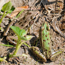 Southern Leopard Frog (<i>r. S. Sphenocephala</i>)