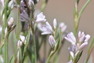 Polygonum sawatchense ssp. oblivium