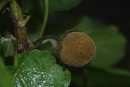Hibiscadelphus hualalaiensis