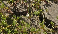 Limosella australis