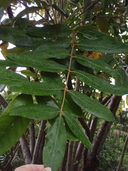 Tetraplasandra hawaiensis