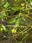 Greater Yellow Water-buttercup