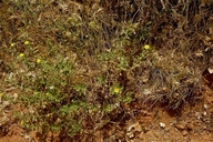Machaeranthera villosa