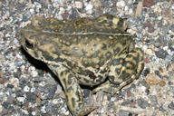 Boreal Toad (b. B. Boreas)