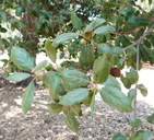 Quercus x ganderi