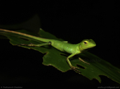 Green Forest Lizard Juvenile