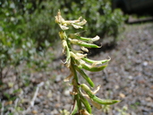 Astragalus umbraticus