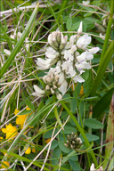 Astragalus australis ssp. australis