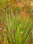 Triantha glutinosa