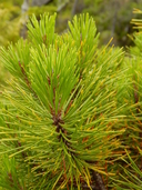 Pinus contorta ssp. contorta