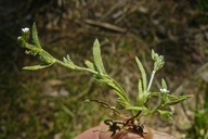 Plagiobothrys sp.