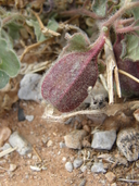 Aristolochia wrightii