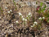 Mount Diablo Cottonseed