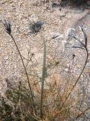 Amsonia longiflora