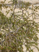 Desert Olive