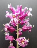 Streptanthus carinatus