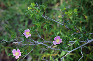 Rosa pisocarpa ssp. pisocarpa