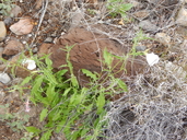 Oenothera tetraptera