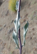 Physaria purpurea