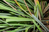 Carex spissa