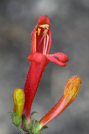 Penstemon rostriflorus