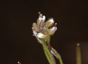 Transberingia bursifolia ssp. virgata