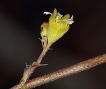Heuchera parvifolia