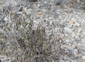 Desert Petunia