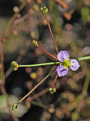 Alisma lanceolatum