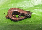 Salamandra de Kaqchiqueles