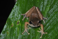 Pseudophilautus papillosus