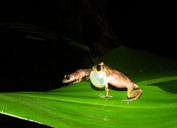 Pinar del Rio Bromeliad Frog