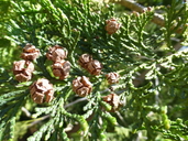 Chamaecyparis obtusa