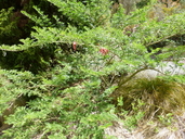Clianthus puniceus