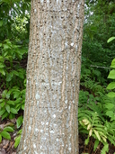 Quercus prinus