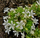 Navarretia leucocephala ssp. leucocephala