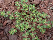 Euphorbia serpillifolia ssp. serpillifolia