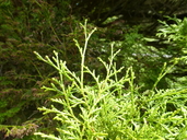 Cupressus funebris
