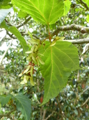 Sycopsis sinensis