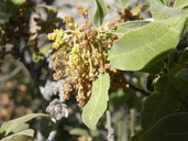 Quercus x mohriana