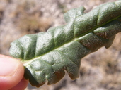 Phacelia integrifolia var. texana