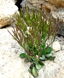 Cardamine bellidifolia