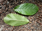 Frangula purshiana ssp. purshiana