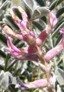 Astragalus mollissimus var. mollissimus