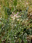 Astragalus mollissimus var. mollissimus